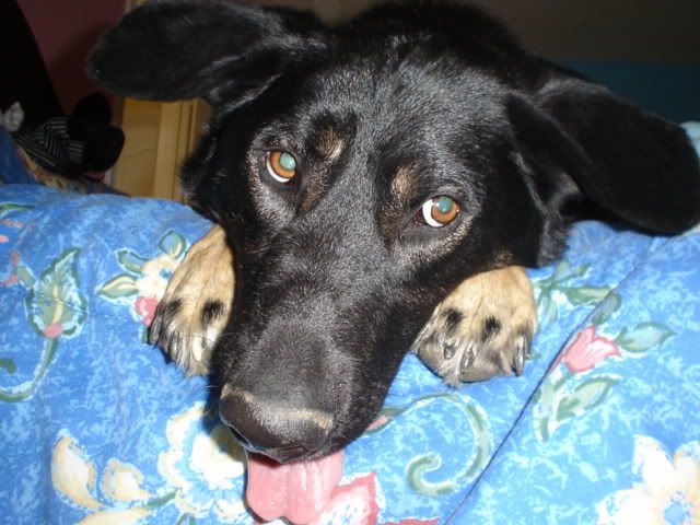 animaux006.jpg