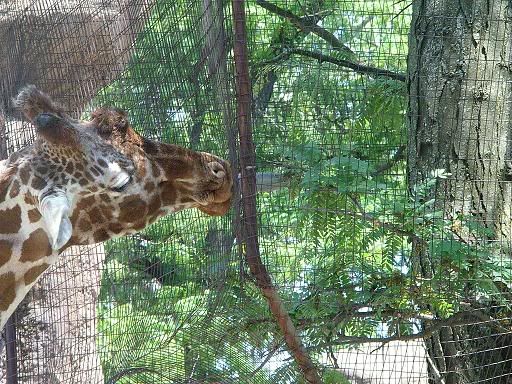 relayzoo060.jpg
