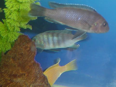 group_cichlids1.jpg