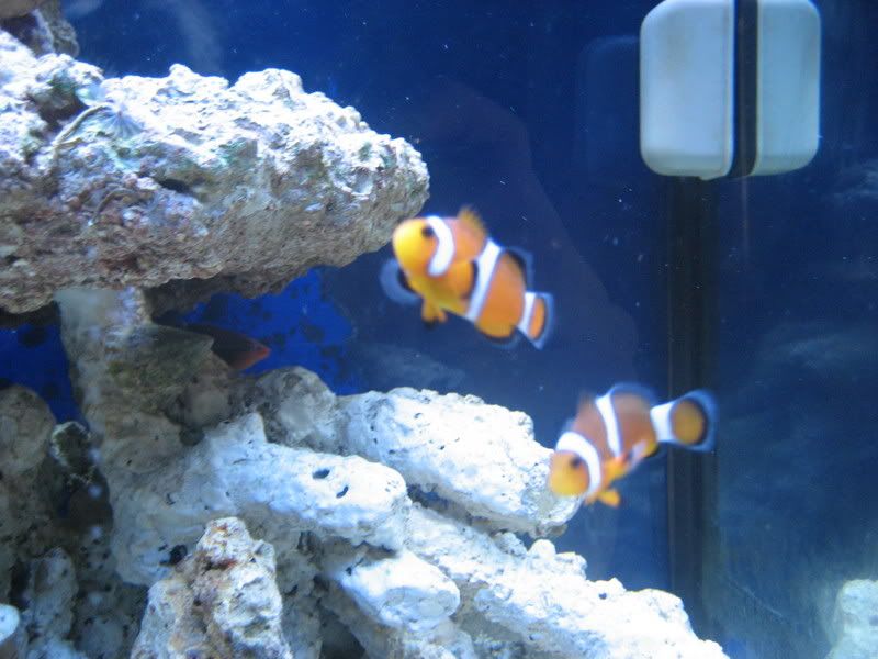 Tankupdate1-16-07004.jpg