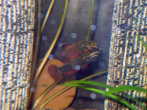 DSCN0562.jpg