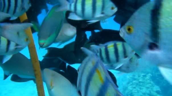 fish18.jpg