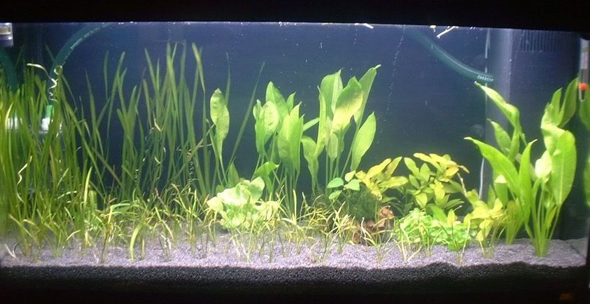 plantedtank6thnov05newplants.jpg