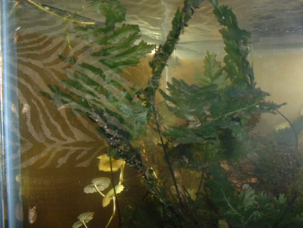 aquaplants001.jpg
