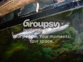 Shark126.jpg