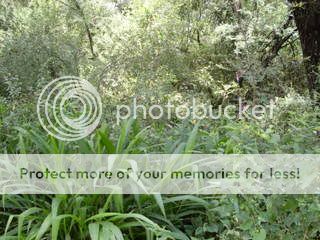 SDC11441.jpg