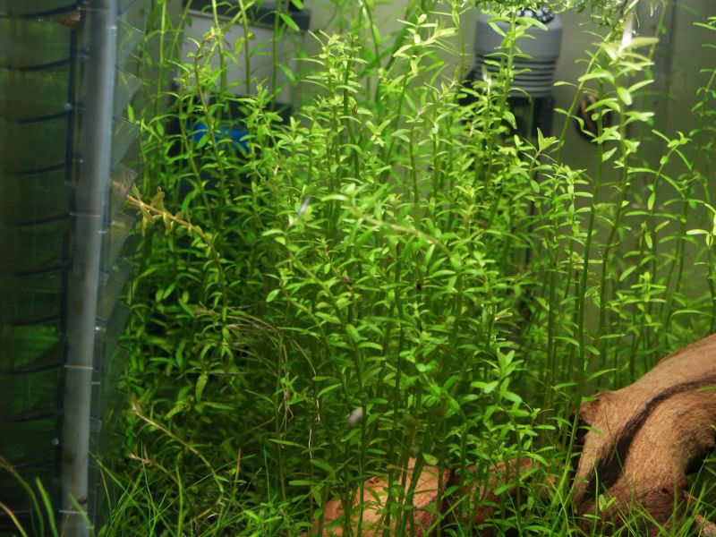 Fishcube53.jpg