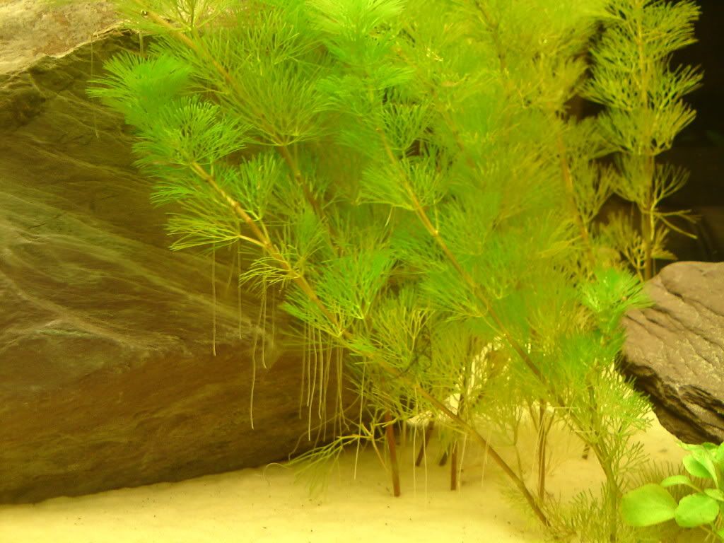 DSC00335.jpg
