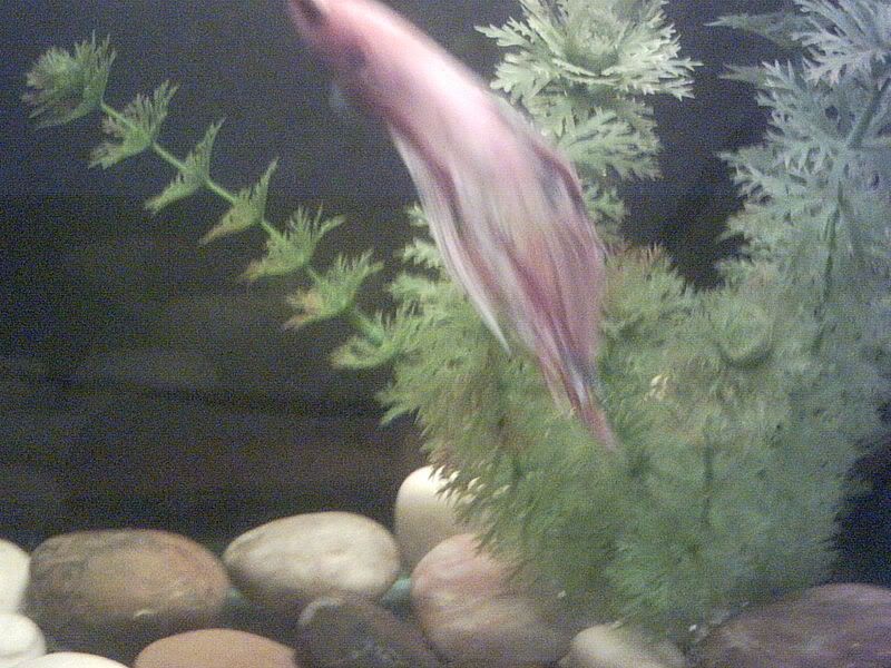 Digicamerapics024.jpg