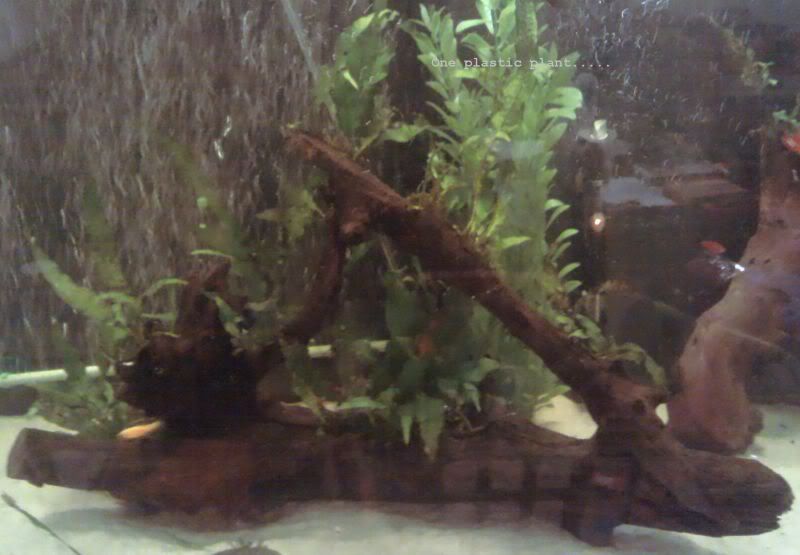 2011-07-10_18-13-07_435.jpg