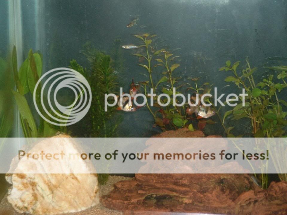 fish_041.jpg