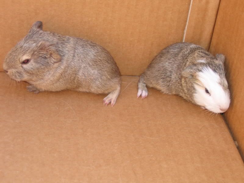 piggys013.jpg