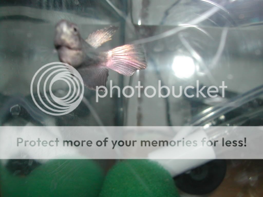DSCN4260.jpg