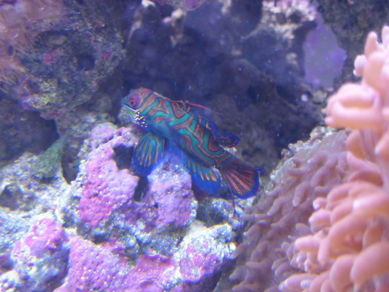 Fish2-10-07166.jpg