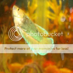 femalebettas019.jpg