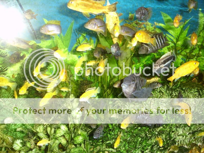 fish003.jpg