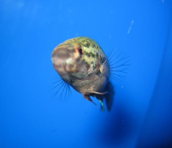 fish314.jpg