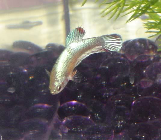 Bettas4881.jpg
