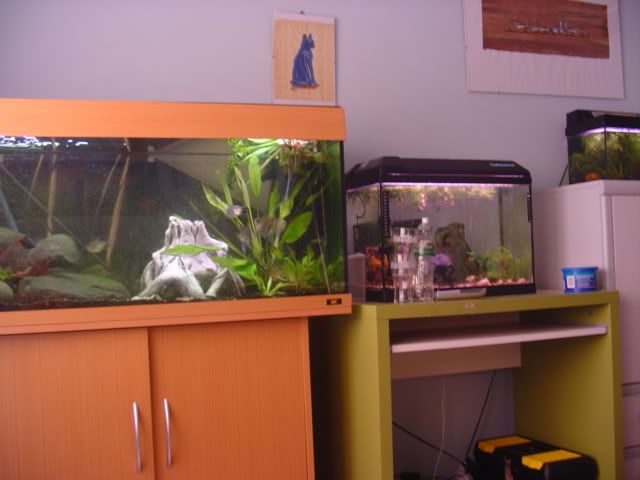 morefish005.jpg