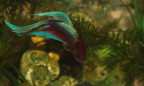 Fishy.jpg