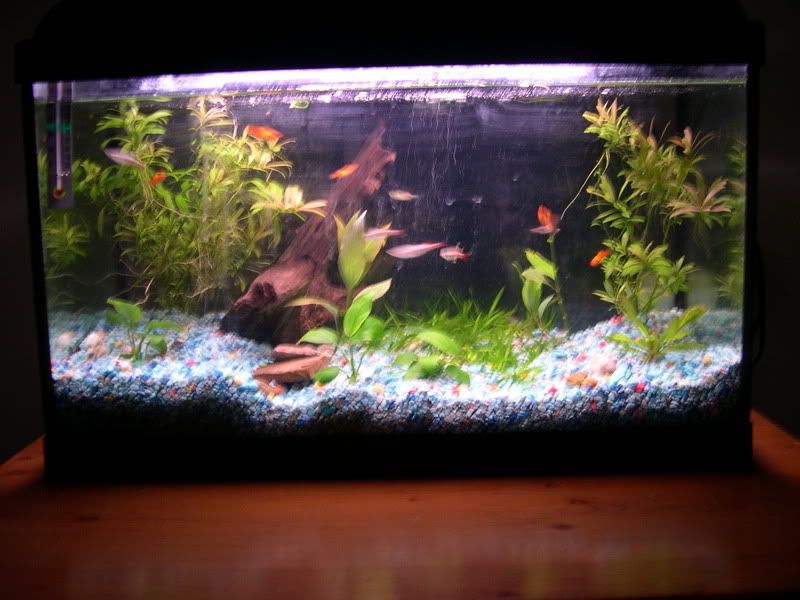 plantedtank2.jpg