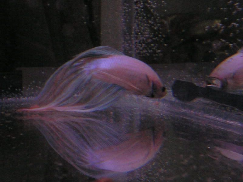 P3210008-1.jpg