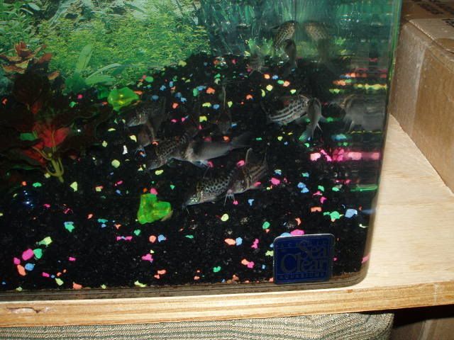 cory005.jpg