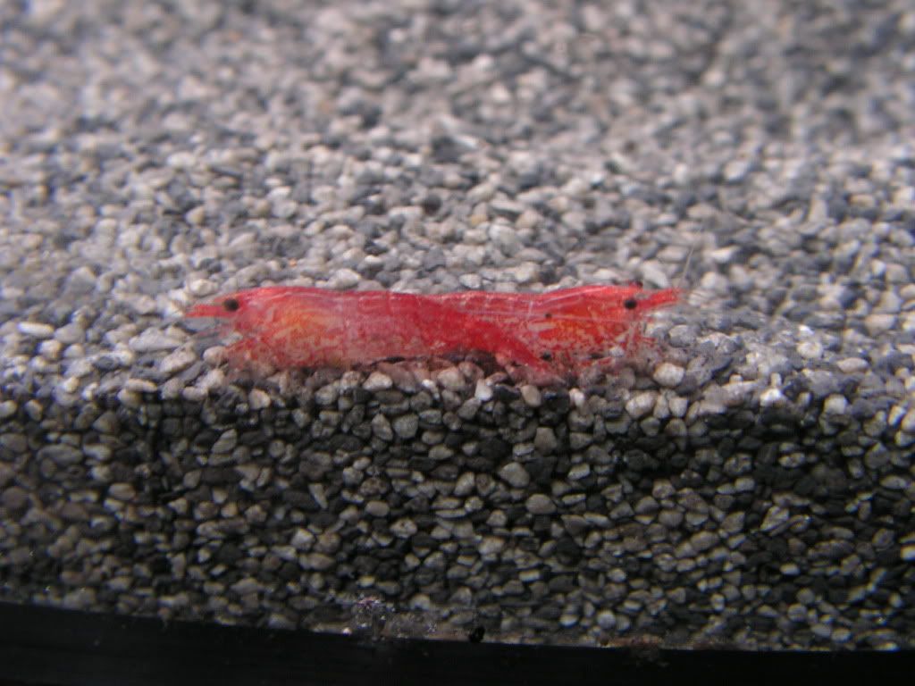 PICT1224.jpg