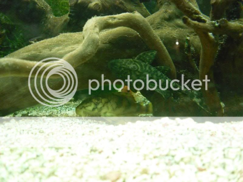 fishtwo014.jpg