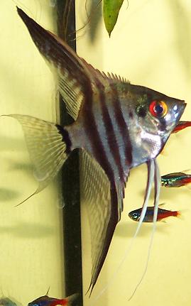 Angel_fish.JPG