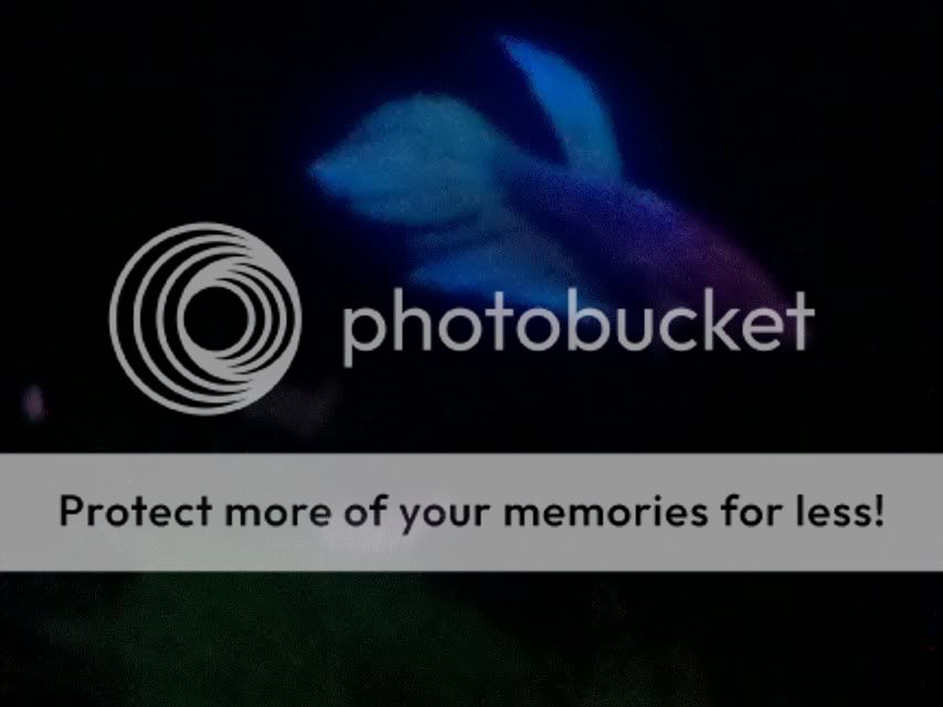 betta2.jpg