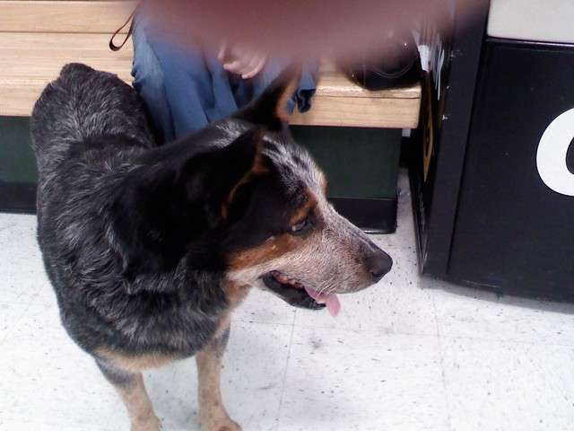 bandit31593898ei2.jpg