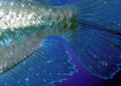 IchonCongoTetra.jpg
