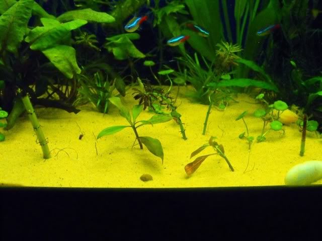 2010_0908fish0005.jpg