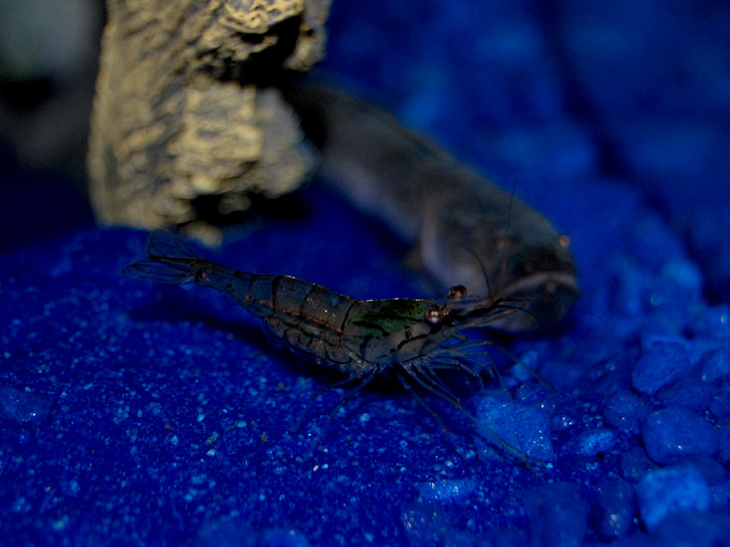 ghost_shrimp-goby1-1.jpg