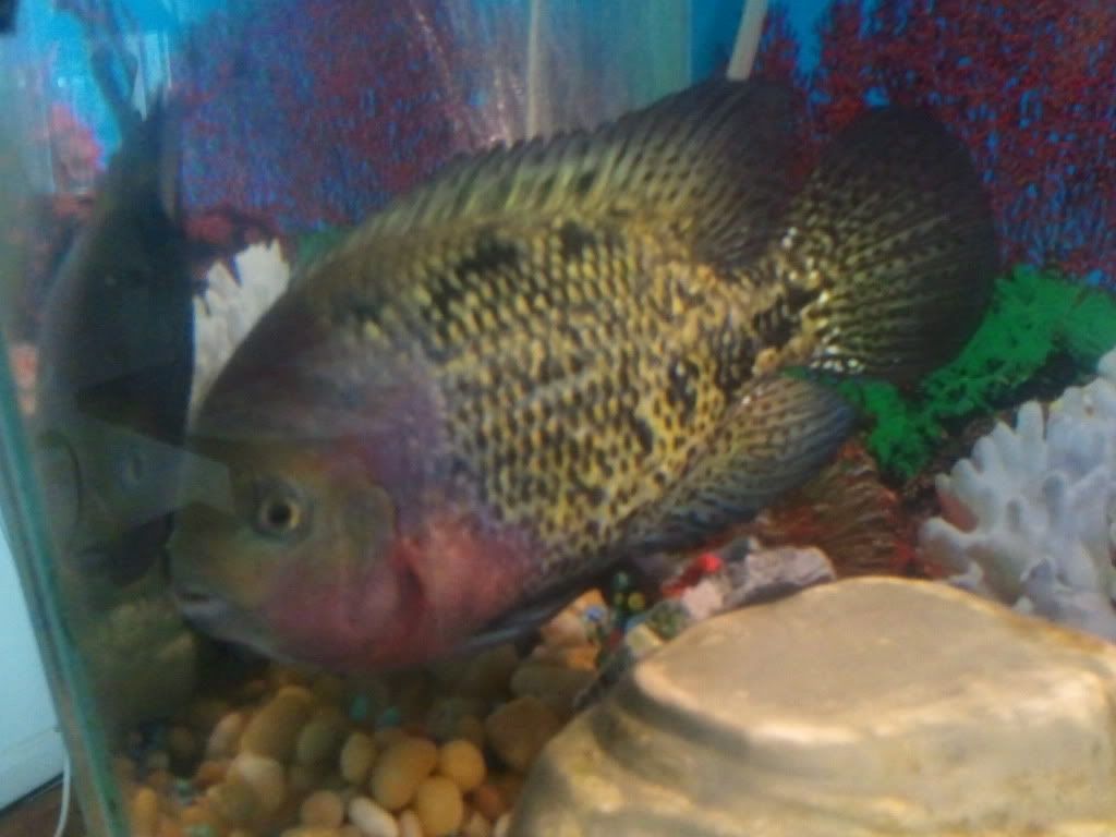 2011-08-17123118.jpg