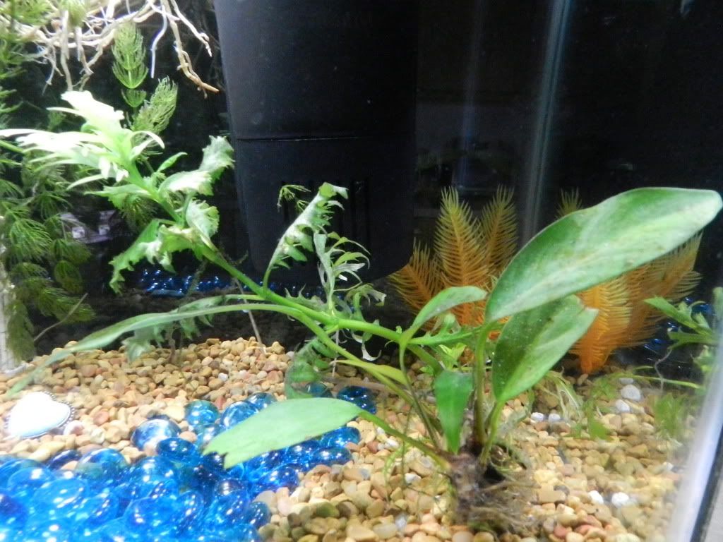 DSCN5490.jpg