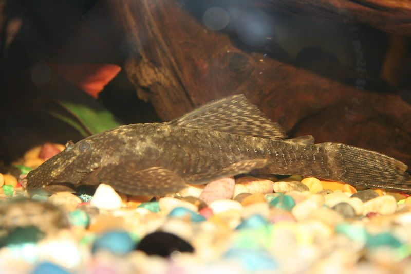 fish013.jpg