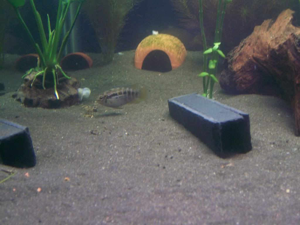 acara022.jpg