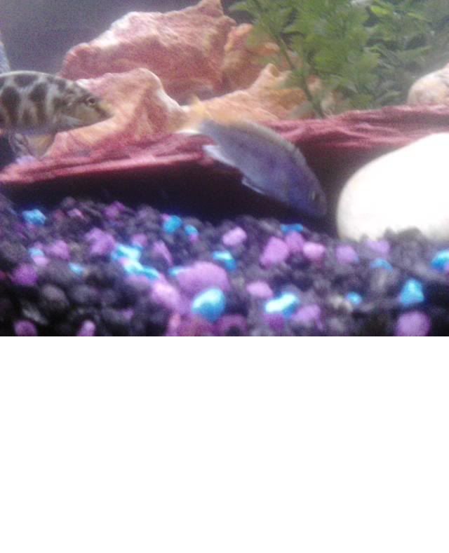 fish2.jpg