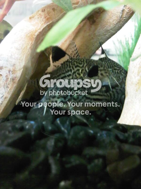 IMG00117-20100920-1813.jpg
