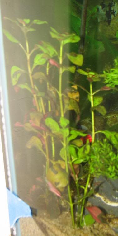 FishTank048.jpg