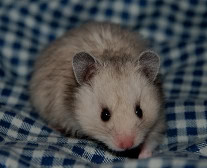 Baby4.jpg