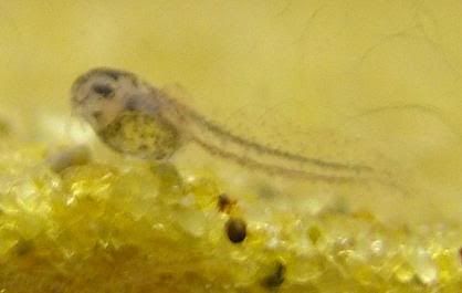 Peppercory4Newlyhatched.jpg