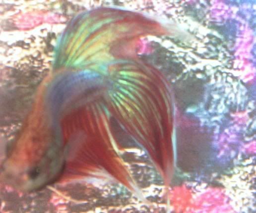 009_9.jpg