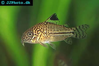 Three-Lined-Cory.jpg