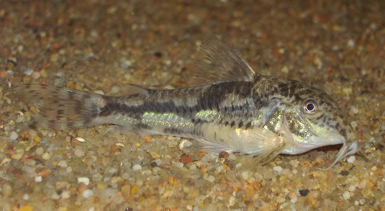barbatus03.jpg