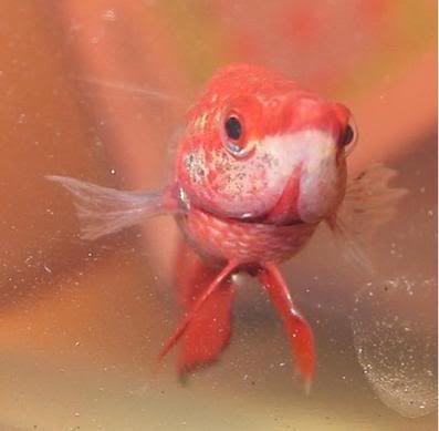 femalebetta2.jpg