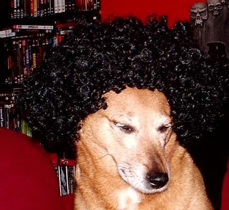 afrodog3.jpg