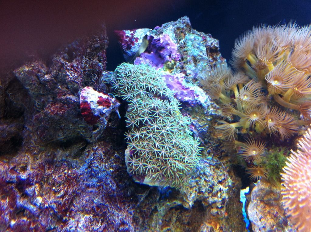 greenstarpolyps.jpg